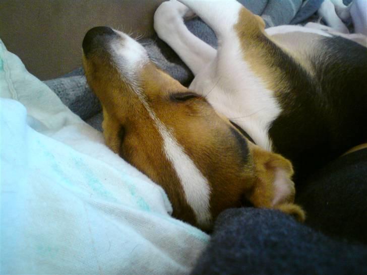 Glathåret foxterrier Kvik billede 12