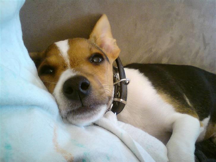 Glathåret foxterrier Kvik billede 13