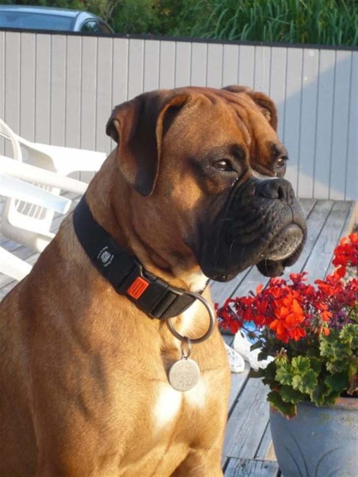Boxer Tyson - Flotte hund :D billede 1