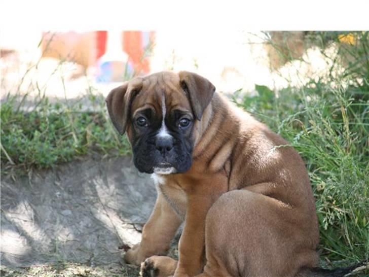 Boxer Tyson - hvad er det..? billede 2