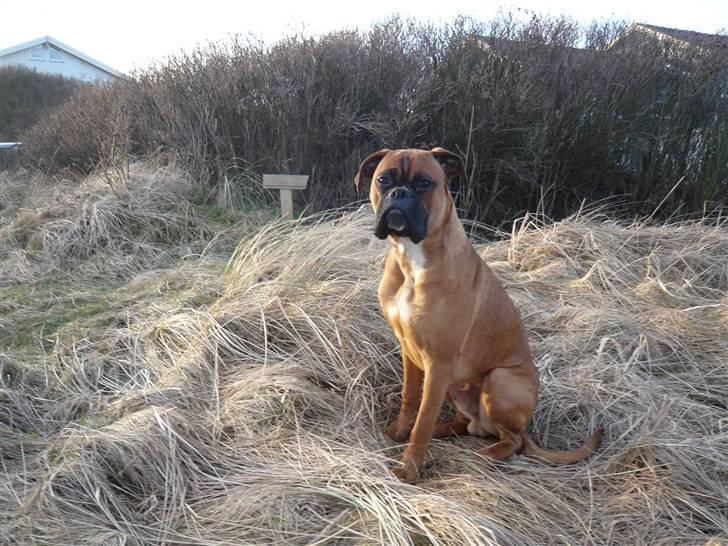 Boxer Tyson billede 3