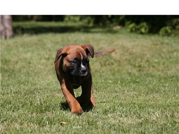 Boxer Tyson - elsker at løbe rundt i haven.. billede 4