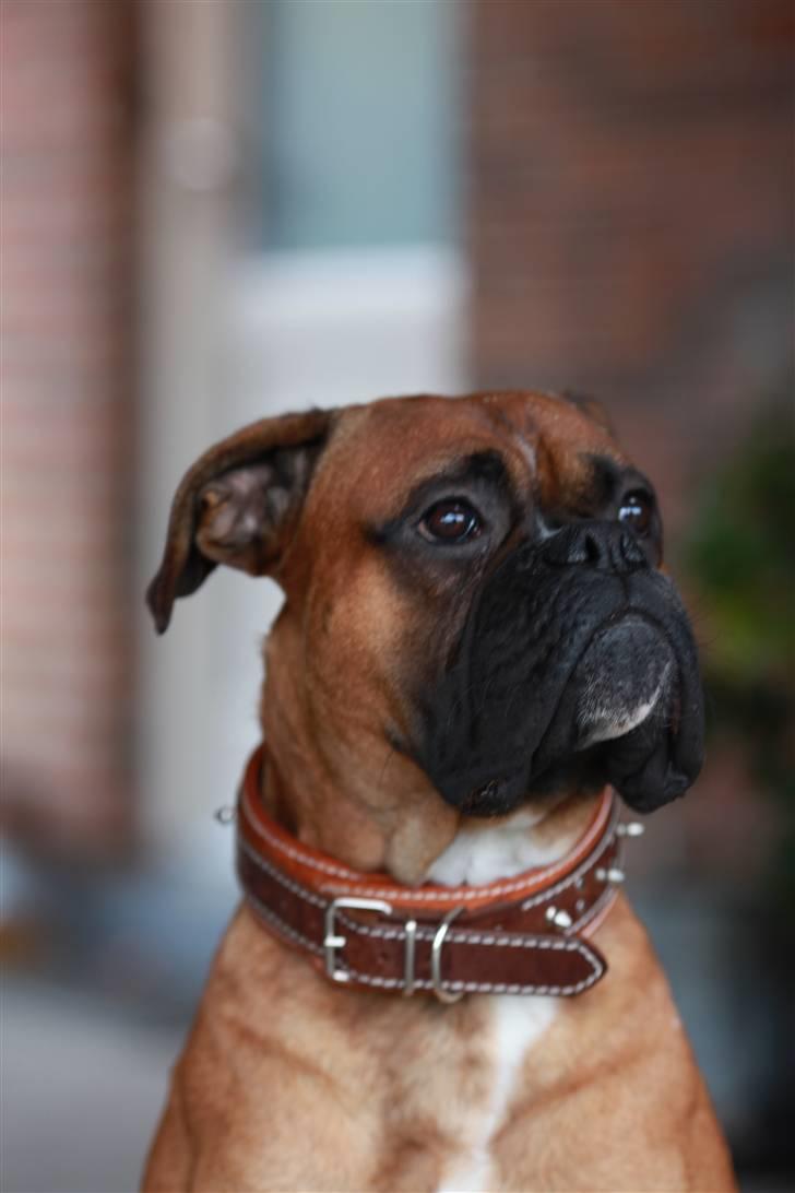 Boxer Tyson - Hos fotografen billede 5
