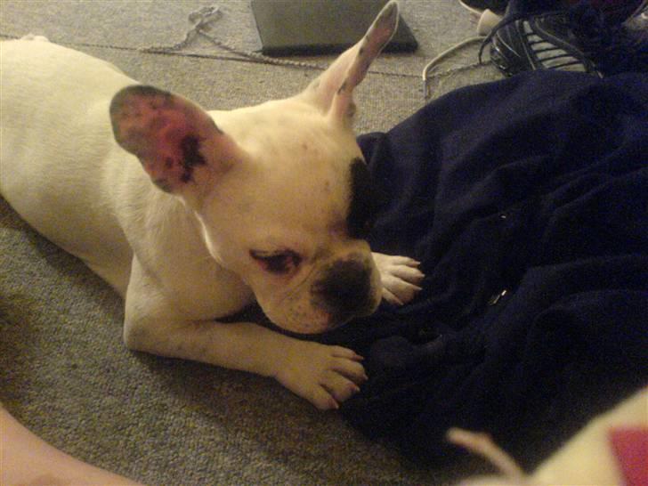Fransk bulldog Basse - Fars sokker er rigtig dejlige !!!! billede 4