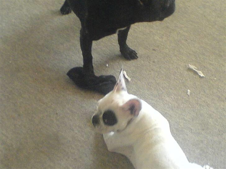 Fransk bulldog Basse - Jeg lader som om jeg ikke har set at Max har lagt sokken ................... billede 6