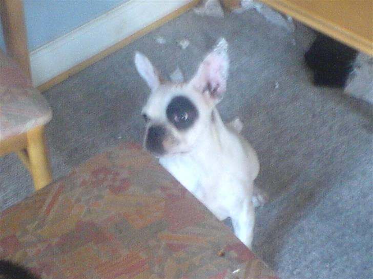 Fransk bulldog Basse - iiiiiiiiihhhh nu sidder missen deroppe !!! billede 7