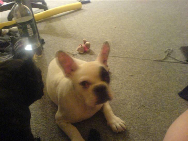 Fransk bulldog Basse - Gider ikk få taget billeder mor ........  billede 8