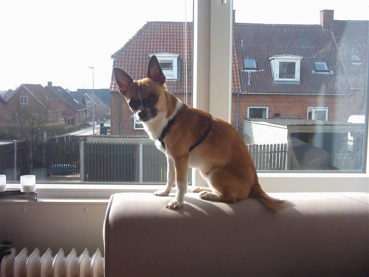 Chihuahua ;- Ricky-; billede 15