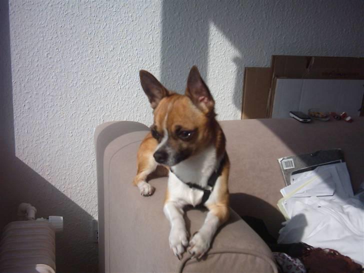 Chihuahua ;- Ricky-; billede 16