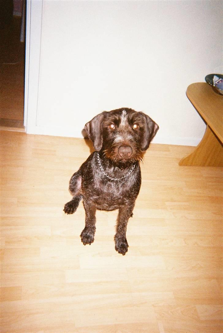 Ruhåret hønsehund zitta billede 17