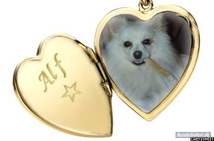 Pomeranian Alf billede 13