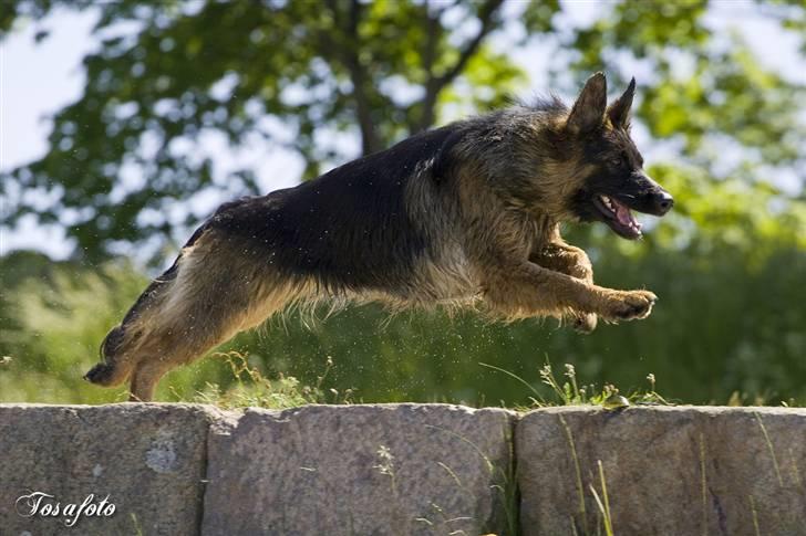 Schæferhund Soraya - Tændt, smuk og i fuld fart billede 10