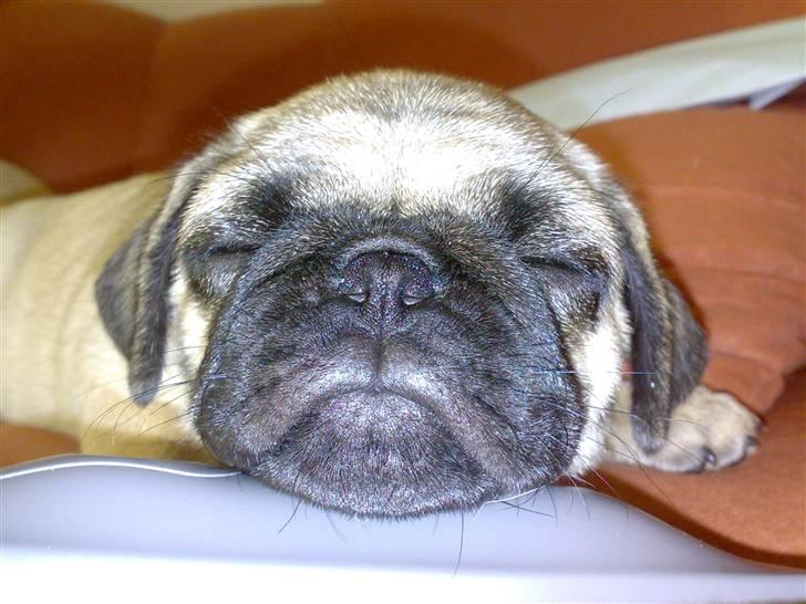 Mops Oda :) billede 6