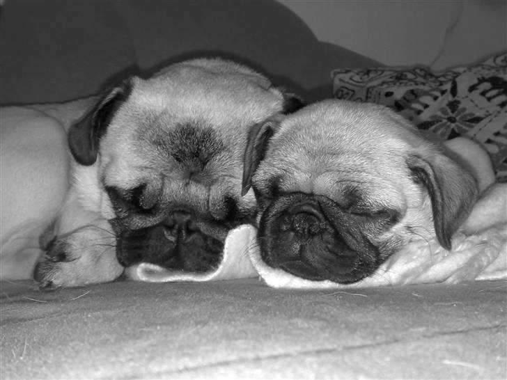 Mops Oda :) - Mig & min brormand, der ligger og putter :) billede 7