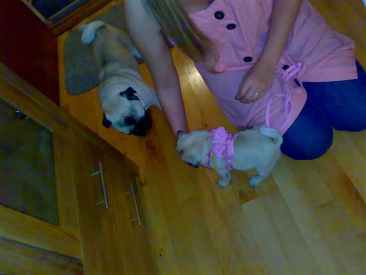 Mops Oda :) - Oda med hendes lille fine sele :´) undskyld billedkvaliteten. billede 8