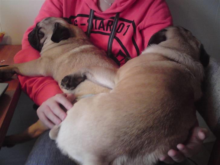 Mops Oda :) - snooork (; det hårdt at være lille. billede 9