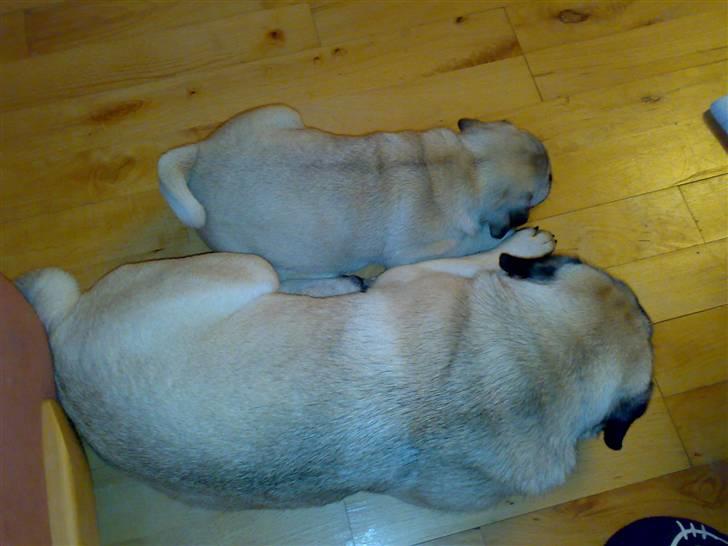 Mops Oda :) - søskende kærlighed :) <3 billede 10