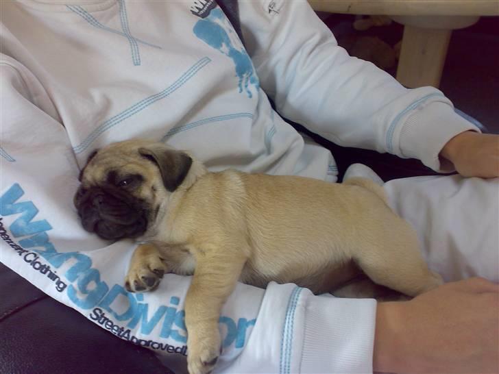 Mops Oda :) billede 11