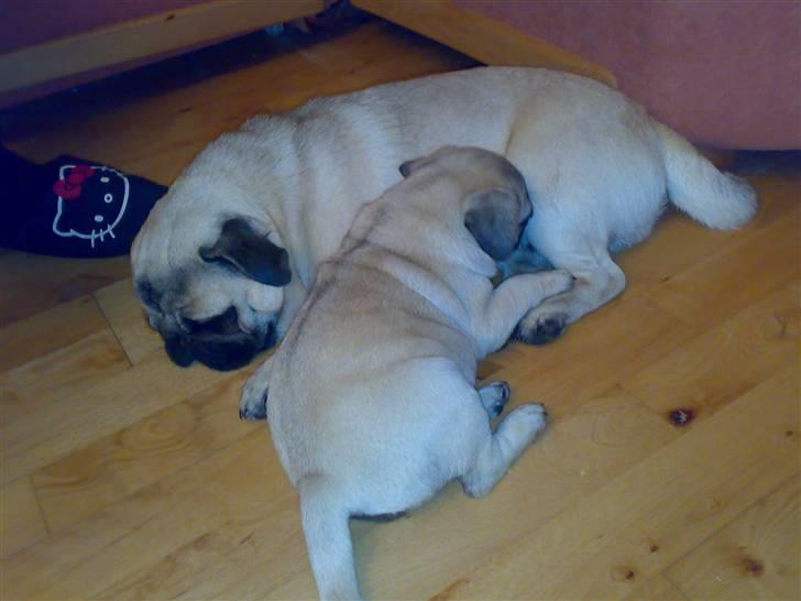 Mops Oda :) billede 12