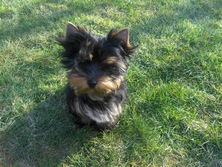 Yorkshire terrier Joey - Joey nyder livet i haven billede 1