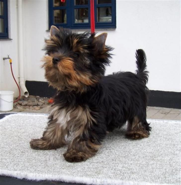 Yorkshire terrier Joey - Her er jeg 13 uger billede 2