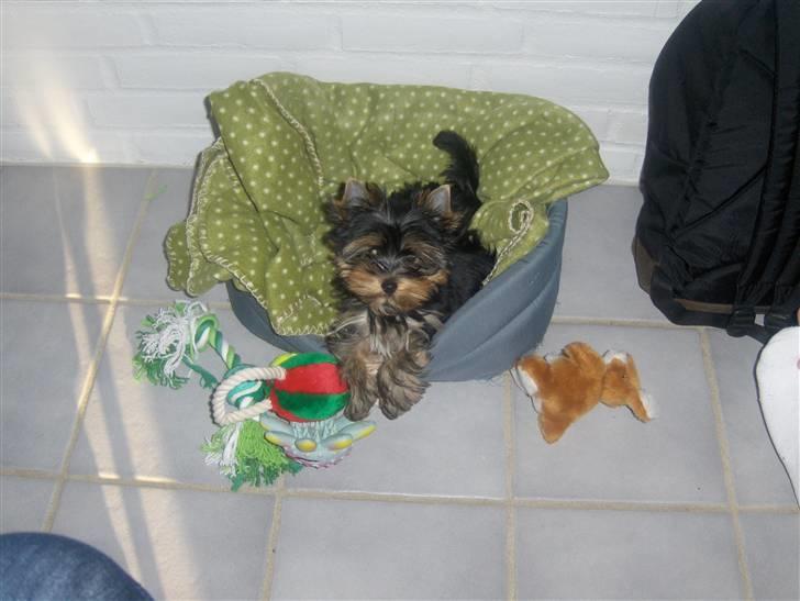 Yorkshire terrier Joey - Ser jeg ikke lidt fræk ud :-) Det er jeg nemlig billede 3