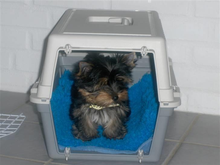 Yorkshire terrier Joey - Jeg kan godt lide at være i min transportkasse billede 4