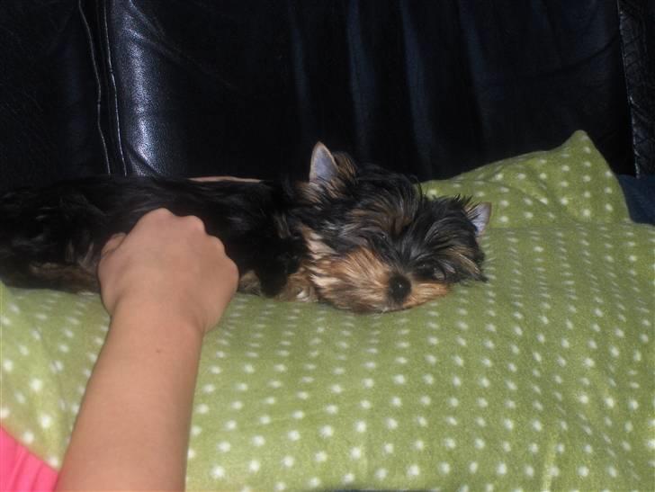 Yorkshire terrier Joey billede 5