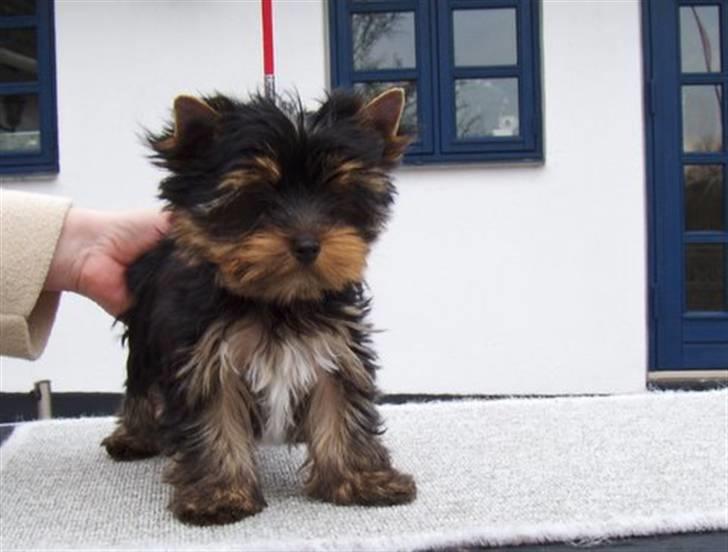 Yorkshire terrier Joey billede 6