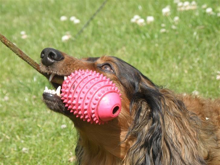 Gravhund Oliver ! <3 - nyt legetøj (: billede 17