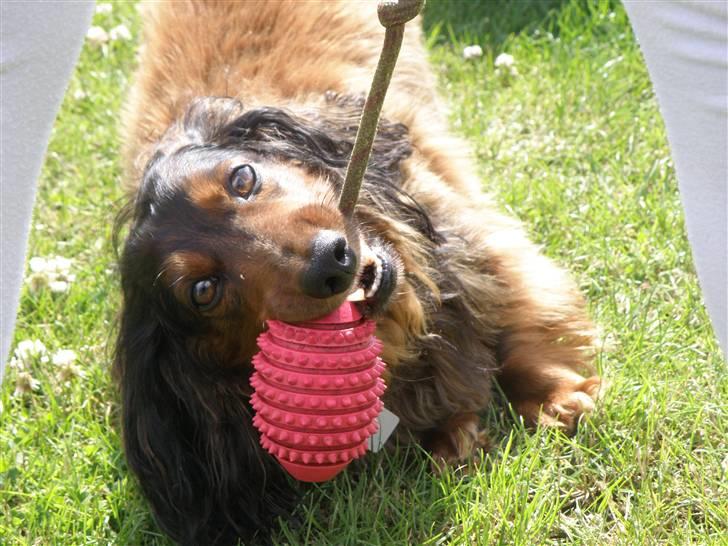 Gravhund Oliver ! <3 - hej hej :p billede 18