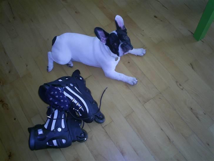 Fransk bulldog Bandi billede 16