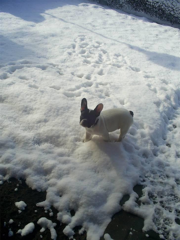 Fransk bulldog Bandi - Bandi´s første møde med sne :) billede 17