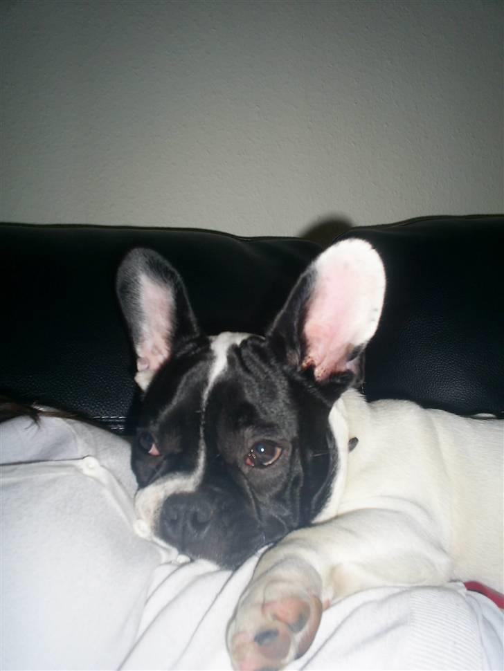 Fransk bulldog Bandi billede 18