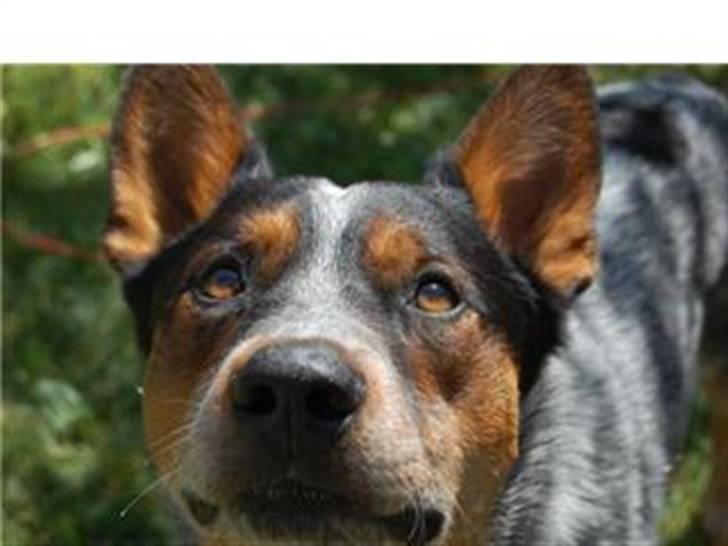 Australsk cattledog Emil - Nyt billede 6
