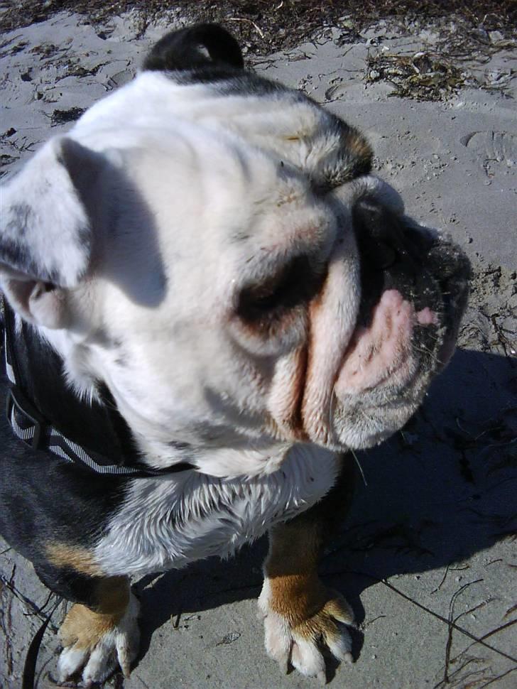 Engelsk bulldog buster billede 16