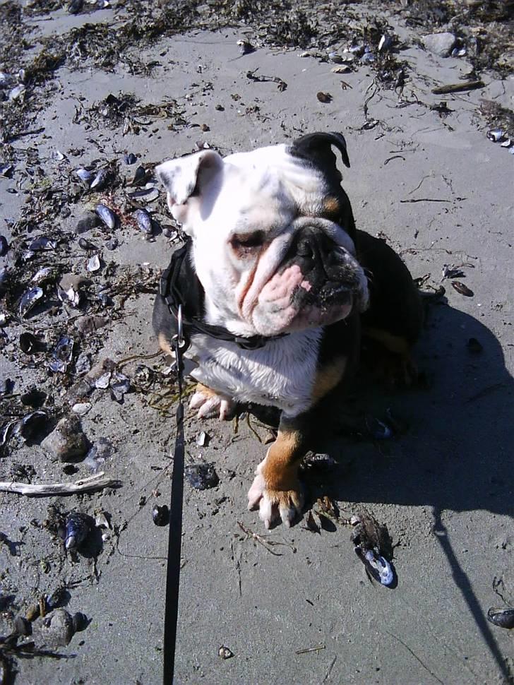 Engelsk bulldog buster billede 17