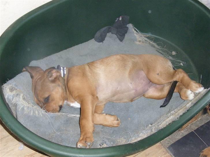 Blanding af racer Alana * Solgt * billede 10