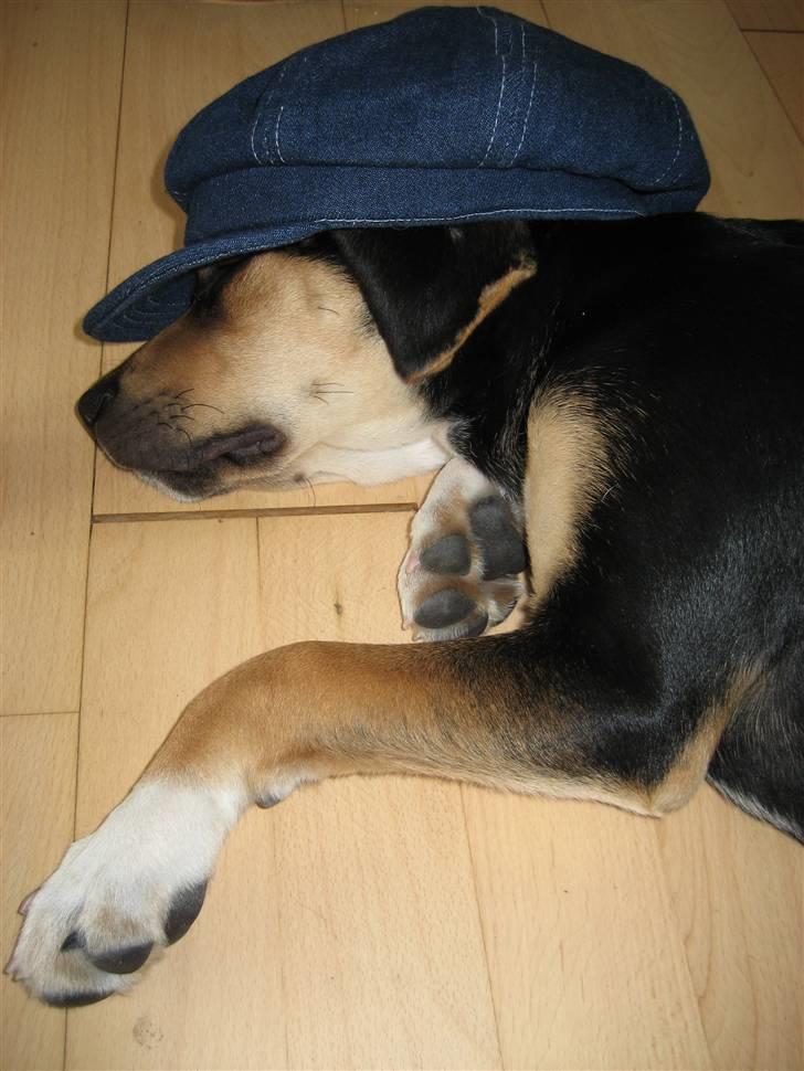 Blanding af racer Nuser - Se lige hvad min mor har gjort ved mig. billede 10