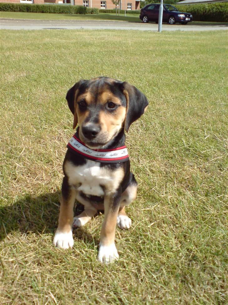 Blanding af racer Nuser billede 11