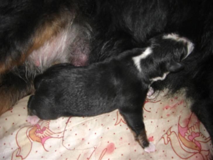 Berner sennenhund Nala - Her er jeg under en time gammel billede 1