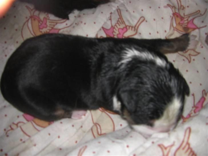 Berner sennenhund Nala - Samme her... er bare så træt. billede 2