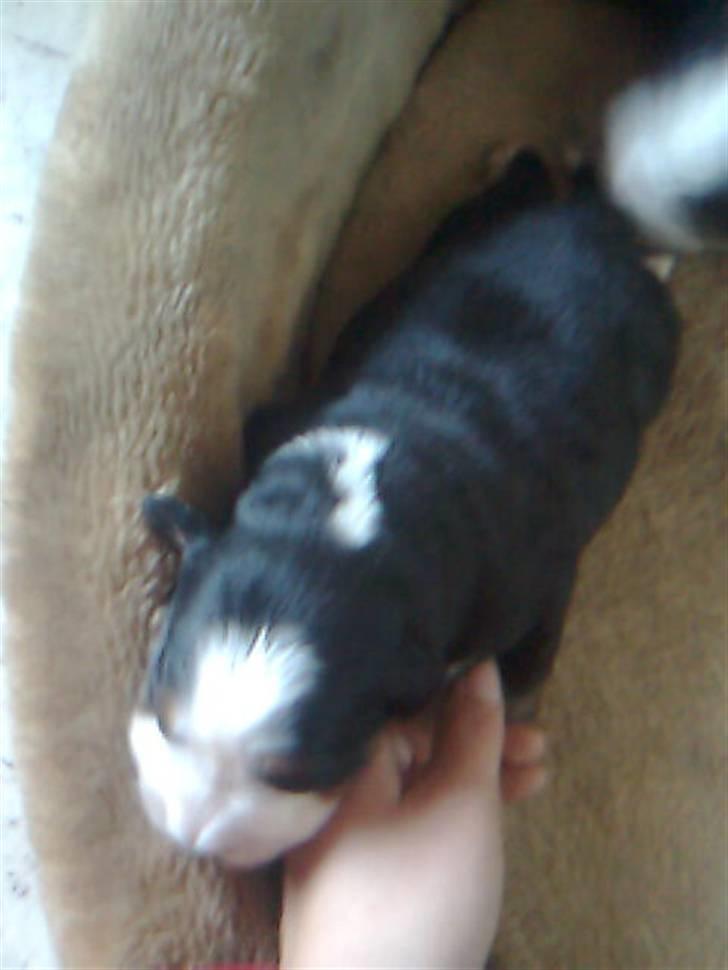 Berner sennenhund Nala - Her er jeg et par dage.. billede 3