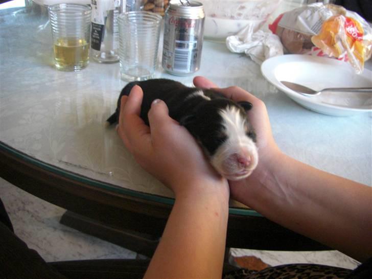 Berner sennenhund Nala - ca. en uge gammel billede 4