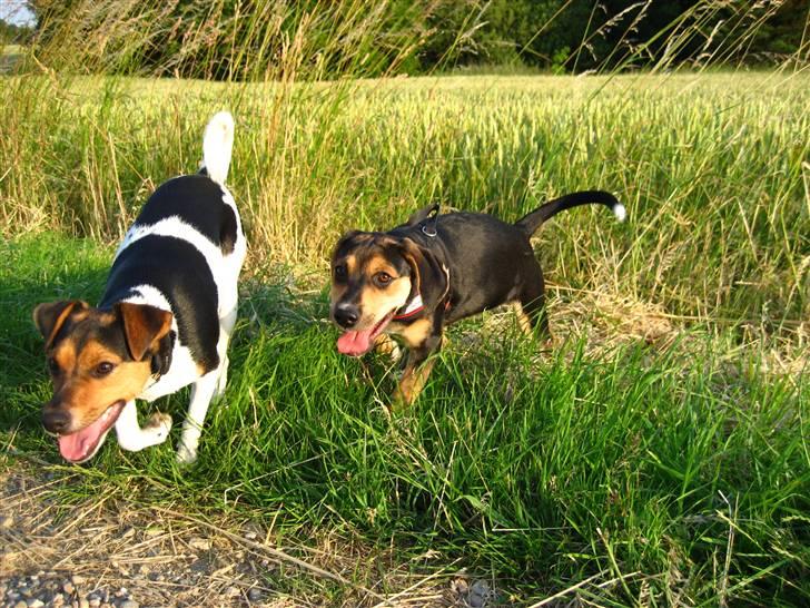 Blanding af racer Nuser - Nuser på gåtur med min mors hund Gizmo. billede 12