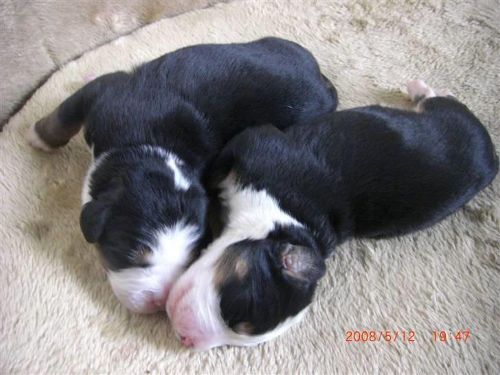 Berner sennenhund Nala - Her ligger jeg sammen med min bror Barney billede 5
