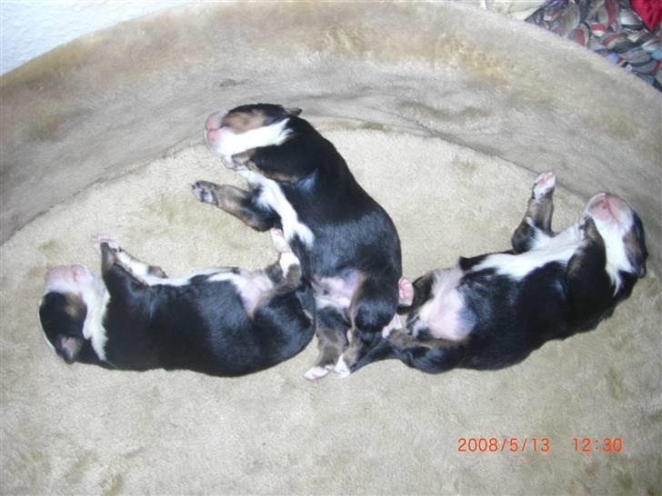 Berner sennenhund Nala - Her ligger vi alle tre, Mig, Ricco og Barney billede 6