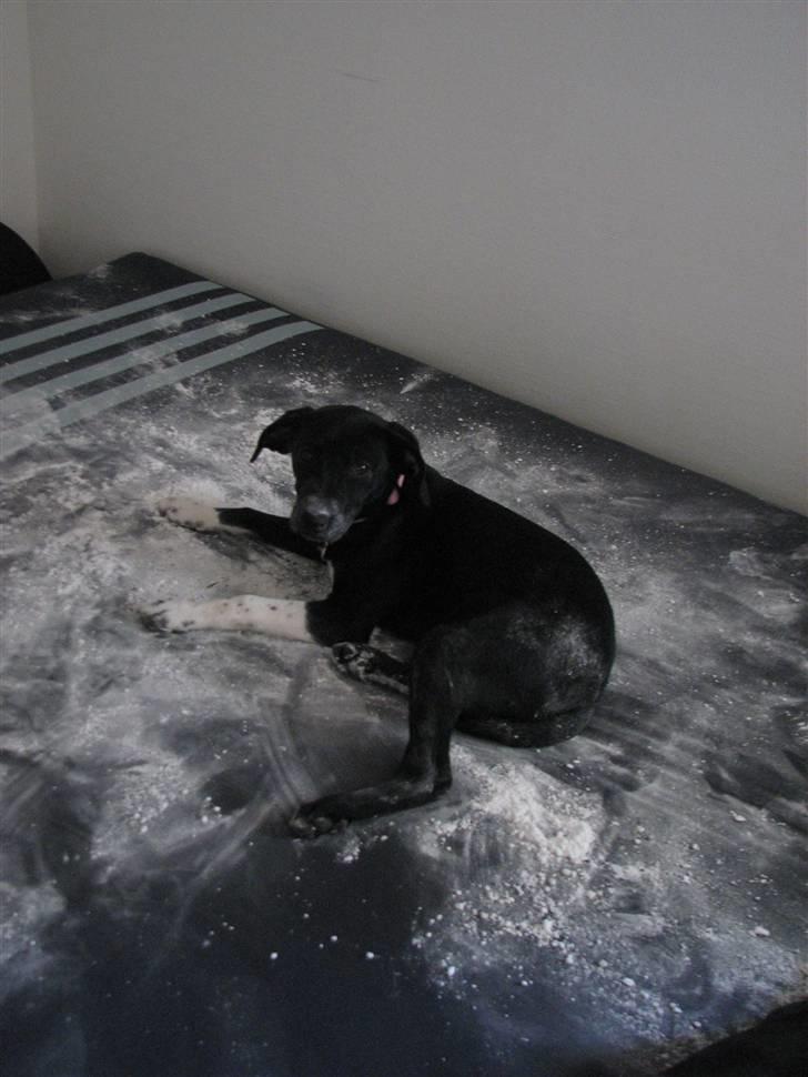 Blanding af racer Sulu Spot - HOVSA :i  billede 4