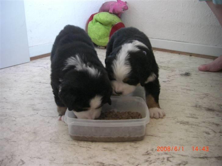 Berner sennenhund Nala - Mig og Barney, spiser for første gang fast føde. billede 7