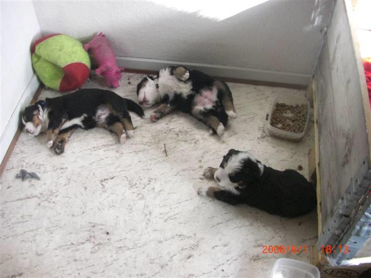 Berner sennenhund Nala - Efter en lang dag med leg.... billede 8